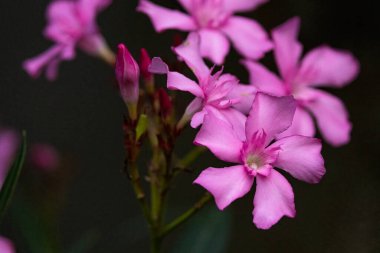 Bulanık arka planda egzotik çiçekli manzara