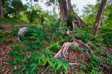 Tayland 'da köklü bir ağaç..