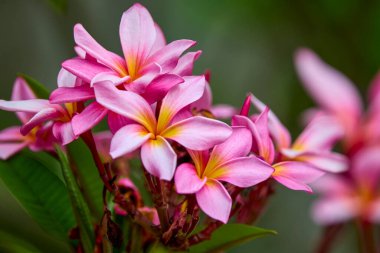 Bulanık arka planda egzotik çiçekli manzara