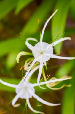 Bulanık arka planda egzotik çiçekli manzara