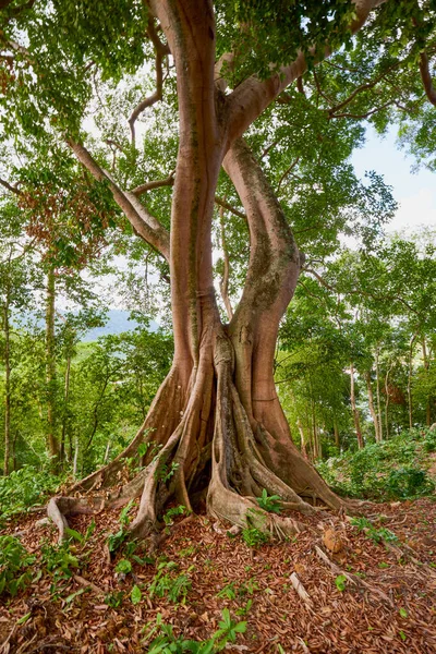 a tree with roots in a forest in Thailand.