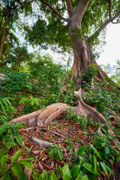 a tree with roots in a forest in Thailand.