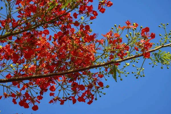 Táj Egzotikus Virág Elmosódott Háttér — Stock Fotó