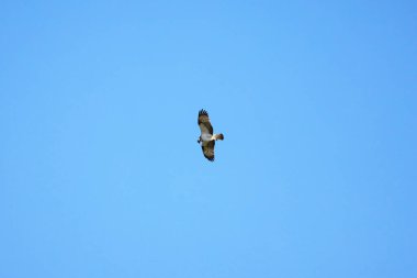 Güneşli bir sonbahar gününde mavi gökyüzünde uçan bir Accipiter gentilis..