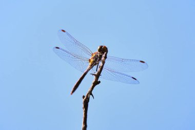 Güneşli bir günde bir dalda oturan bir yusufçuk.
