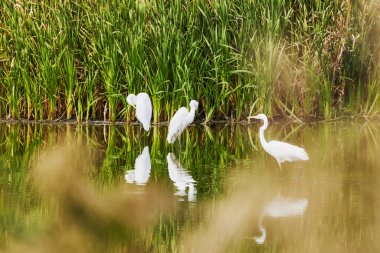 Bir grup beyaz balıkçıl sazlıklara yakın bir gölde oturuyor..
