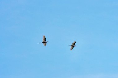 Mavi gökyüzünde uçan iki beyaz balıkçıl.