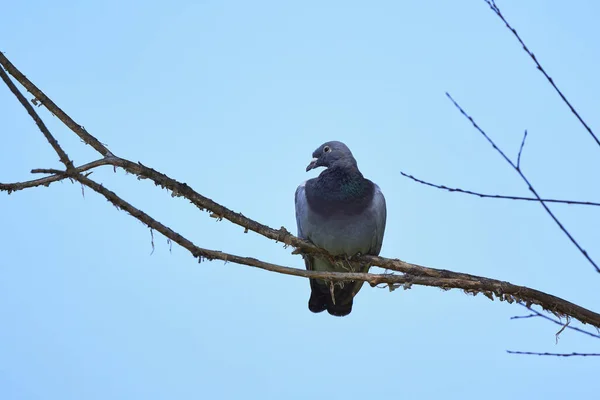 Yarış Güvercini Bir Ağaç Dalında Dinleniyor — Stok fotoğraf