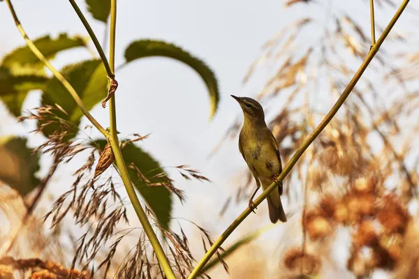Ein Vogel Sitzt Einem Herbsttag Auf Einem Ast — Stockfoto