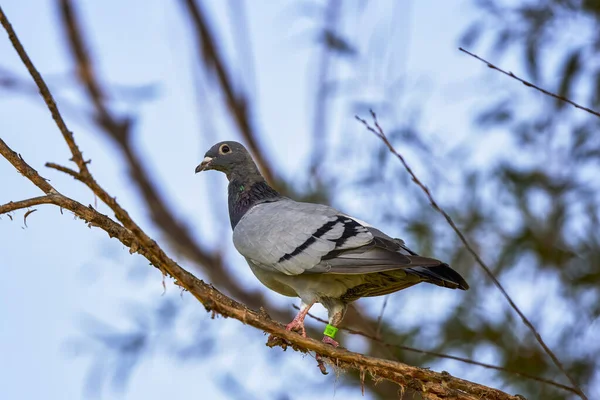 Racing Pigeon Rests Tree Branch — Stock Photo, Image