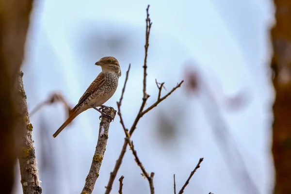 Oiseau Assis Sur Une Branche Jour Automne — Photo