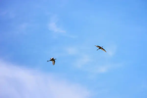Две Белые Эгреты Полете Голубом Небе — стоковое фото