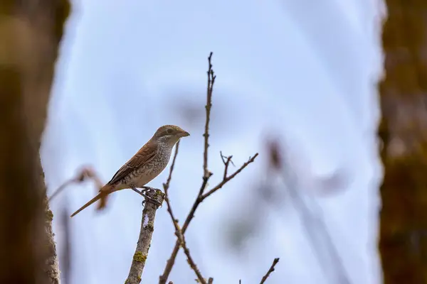 Bird Sitting Branch Autumn Day — Stock Photo, Image