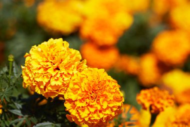 Resmi sonbahar çiçekleriyle kapat.