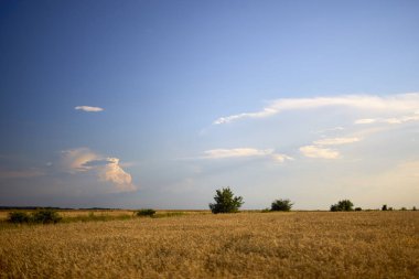 Buğday tarlasına sahip arazi hasat edilmeye hazır.