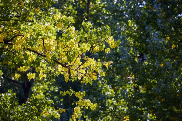 Krajobraz Liśćmi Topoli Początku Jesieni — Zdjęcie stockowe