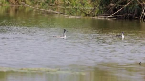 호수에서 Podiceps 크리스티아누스와 — 비디오