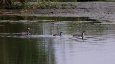 Podiceps kriterli 4K bir sonbahar günü gölde yüzüyor