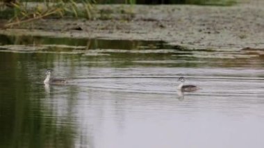 Podiceps kriterli 4K bir sonbahar günü gölde yüzüyor
