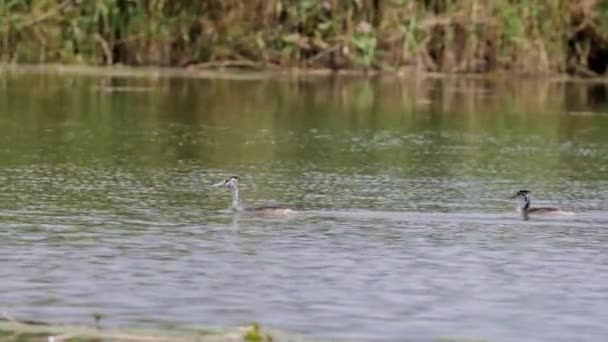 Подікепсом Кріатус Плаває Озері Осінній День — стокове відео