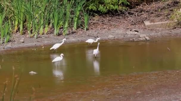 Grupą Białych Egrets Jeziorze — Wideo stockowe
