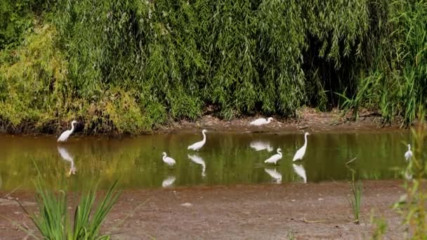 호수에 Egrets의 — 비디오