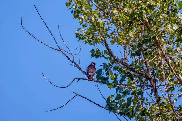 Accipiter Nisus Sur Branche Arbre Observant Avec Vigilance — Photo