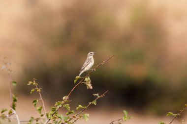 Anthus cervinus, Dal üzerinde duran sade kuş.