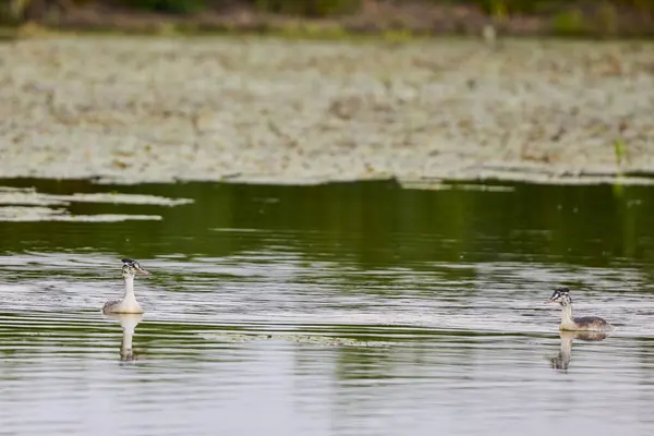 Τοπίο Υδρόβια Πτηνά Μια Λίμνη Μια Φθινοπωρινή Μέρα — Φωτογραφία Αρχείου