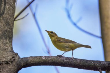 Phylloscopus Nitidus ağaçta yiyecek arıyor..
