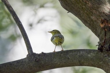 Phylloscopus Nitidus ağaçta yiyecek arıyor..