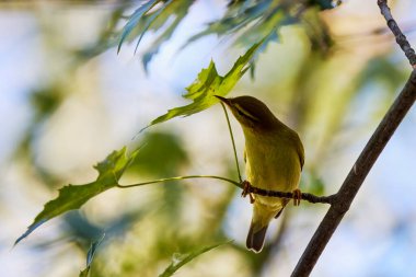 Phylloscopus Nitidus ağaçta yiyecek arıyor..