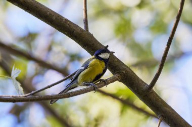 (Parus major, Paridae familyasından Avrupa, Asya ve kuzeybatı Afrika 'ya yayılmış küçük yerleşik bir kuş türü..