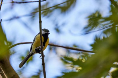 (Parus major, Paridae familyasından Avrupa, Asya ve kuzeybatı Afrika 'ya yayılmış küçük yerleşik bir kuş türü..