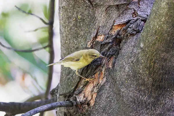 Phylloscopus Nitidus Sucht Nahrung Auf Einem Baum — Stockfoto