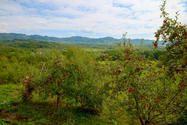 Apple Tree Mountain Orchard — Stock Photo, Image