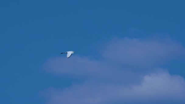 Білий Вінок Польоті Тлі Блакитного Неба — стокове відео