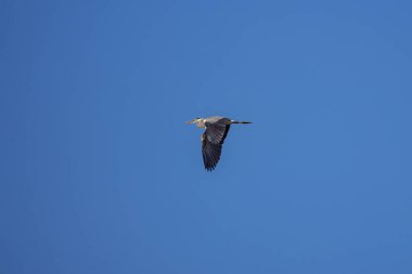 Büyük gri balıkçıl (ardea cinerea) mavi gökyüzü