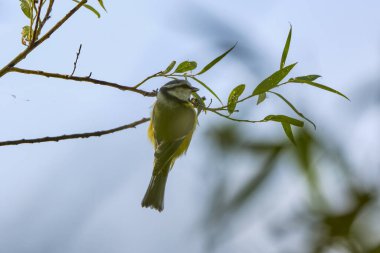 (Parus major, Paridae familyasından Avrupa, Asya ve kuzeybatı Afrika 'ya yayılmış küçük yerleşik bir kuş türü..