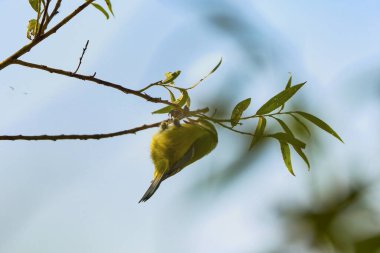 (Parus major, Paridae familyasından Avrupa, Asya ve kuzeybatı Afrika 'ya yayılmış küçük yerleşik bir kuş türü..