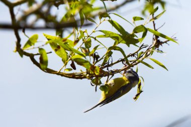 (Parus major, Paridae familyasından Avrupa, Asya ve kuzeybatı Afrika 'ya yayılmış küçük yerleşik bir kuş türü..