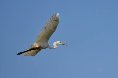 Mavi gökyüzünde uçan beyaz balıkçıllar.