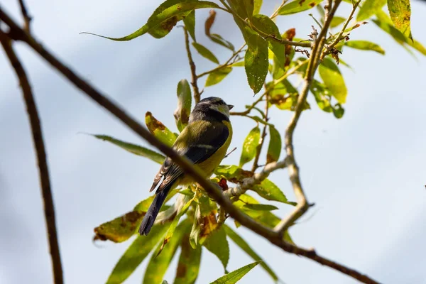 (Parus major) es una pequeña ave sedentaria de la familia Paridae
