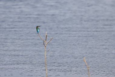 Kingfisher gölün kenarında bir çubukta oturuyor..