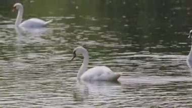 4k, güzel kuğu bir sonbahar gününde gölde yüzüyor..