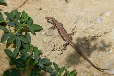 Bir kertenkele güneşin altında oturuyor.