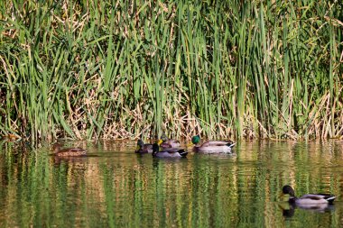 Bir sonbahar günü gölde bir grup vahşi ördek.