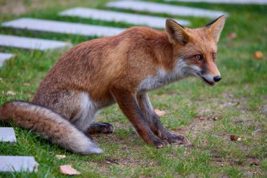 Doğada bir sonbahar günü bir tilkinin portresi.