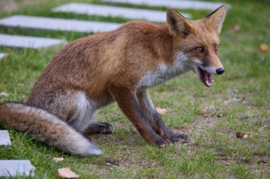 Doğada bir sonbahar günü bir tilkinin portresi.