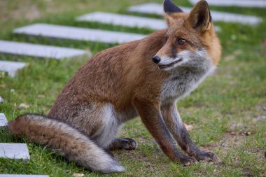 Doğada bir sonbahar günü bir tilkinin portresi.